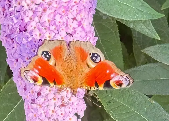 Chalet Natura Health